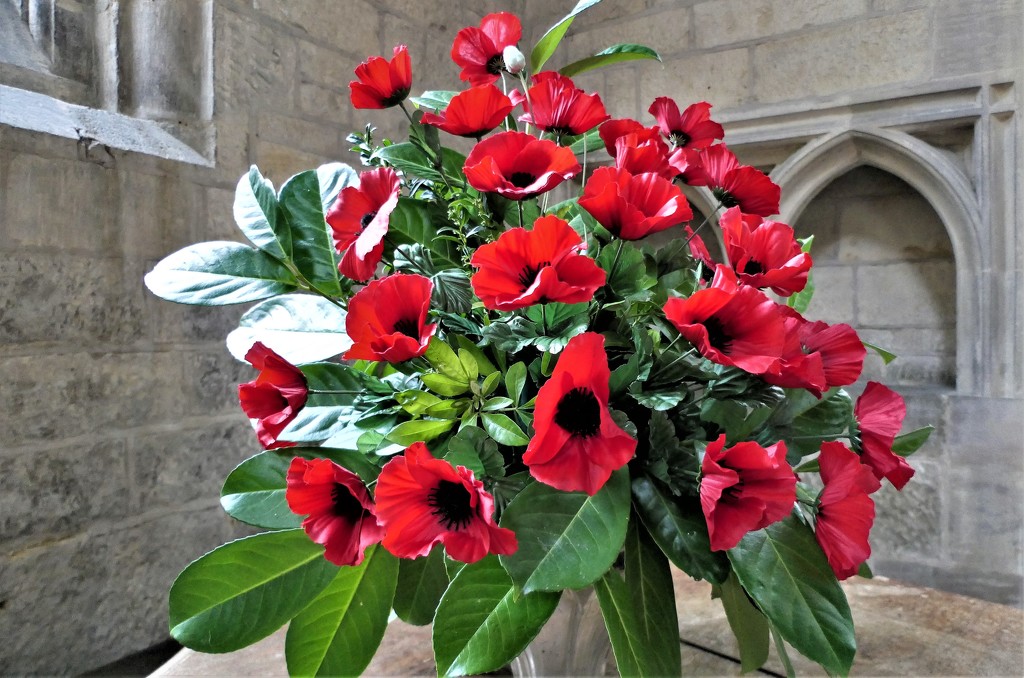 Remembrance Poppy Display by carole_sandford