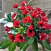 Remembrance Poppy Display by carole_sandford