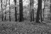 9th Nov 2018 - Autumnal forest in black & white