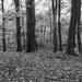 Autumnal forest in black & white by leonbuys83