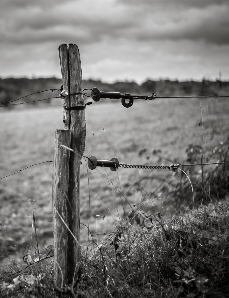 Paimpont 2018: Day 230 - Occasional Fence Post 33 by vignouse