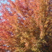 1019_0498 Fall color by pennyrae
