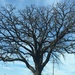 1029_1812 tree by pennyrae
