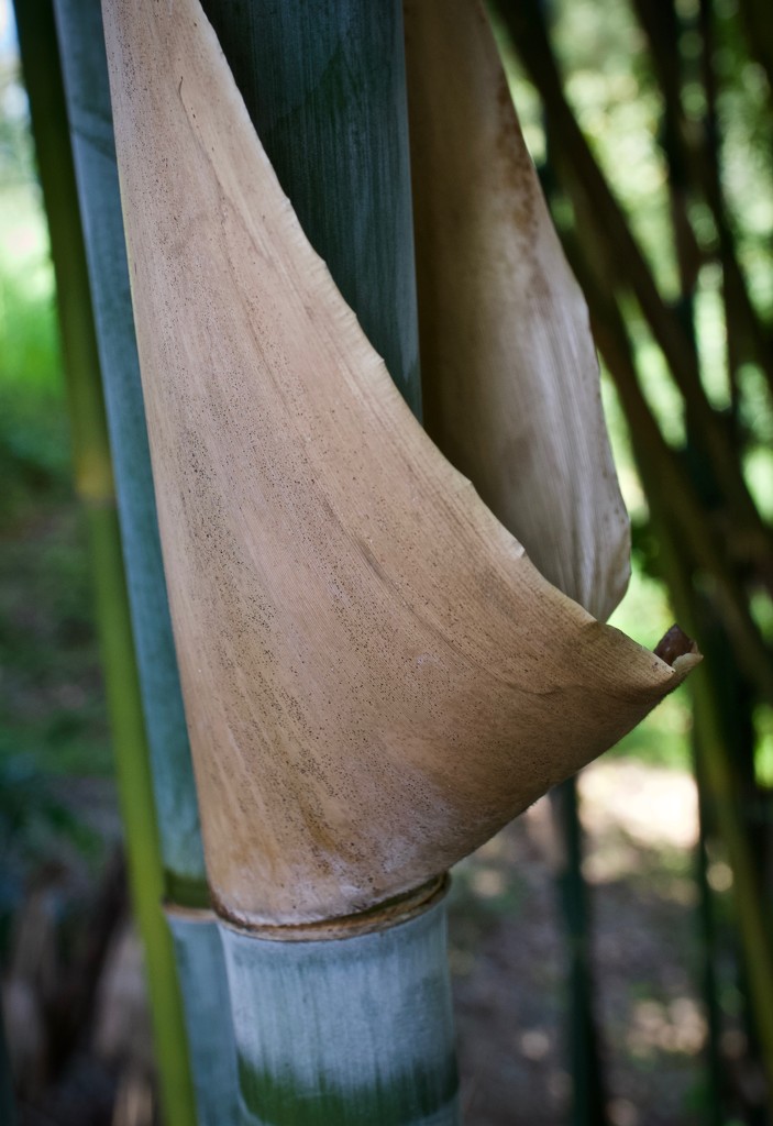 Bamboo Blues by eudora
