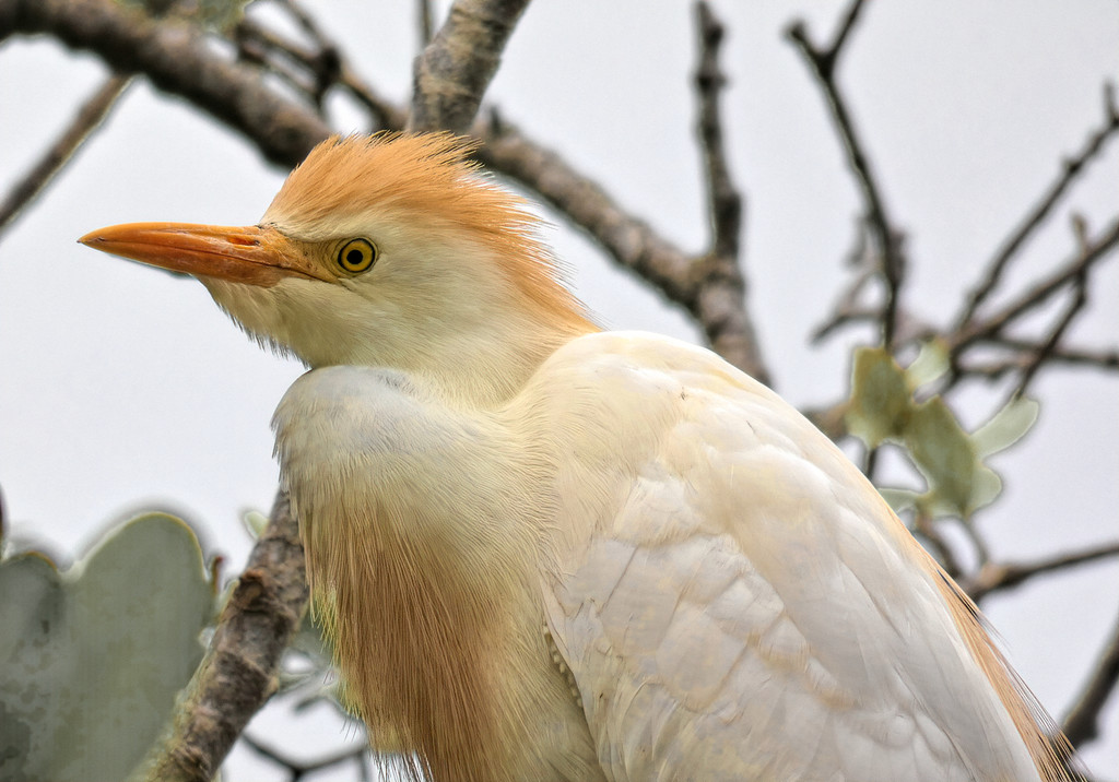 Cattle Egret  by ludwigsdiana