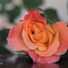 apricot rose by ulla