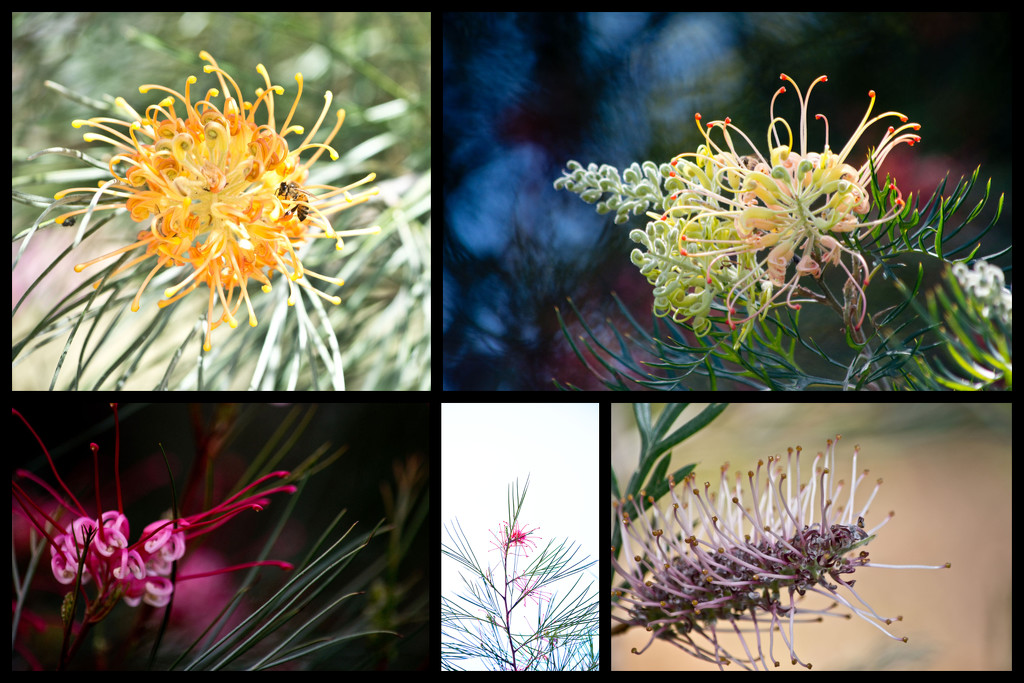 Boongala Native Gardens - 2 Grevilleas by annied