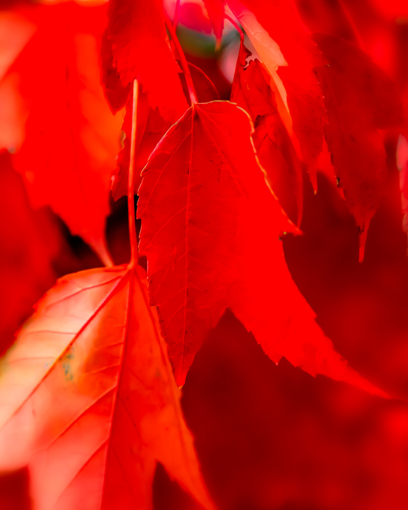 immersed in red leaves by jernst1779