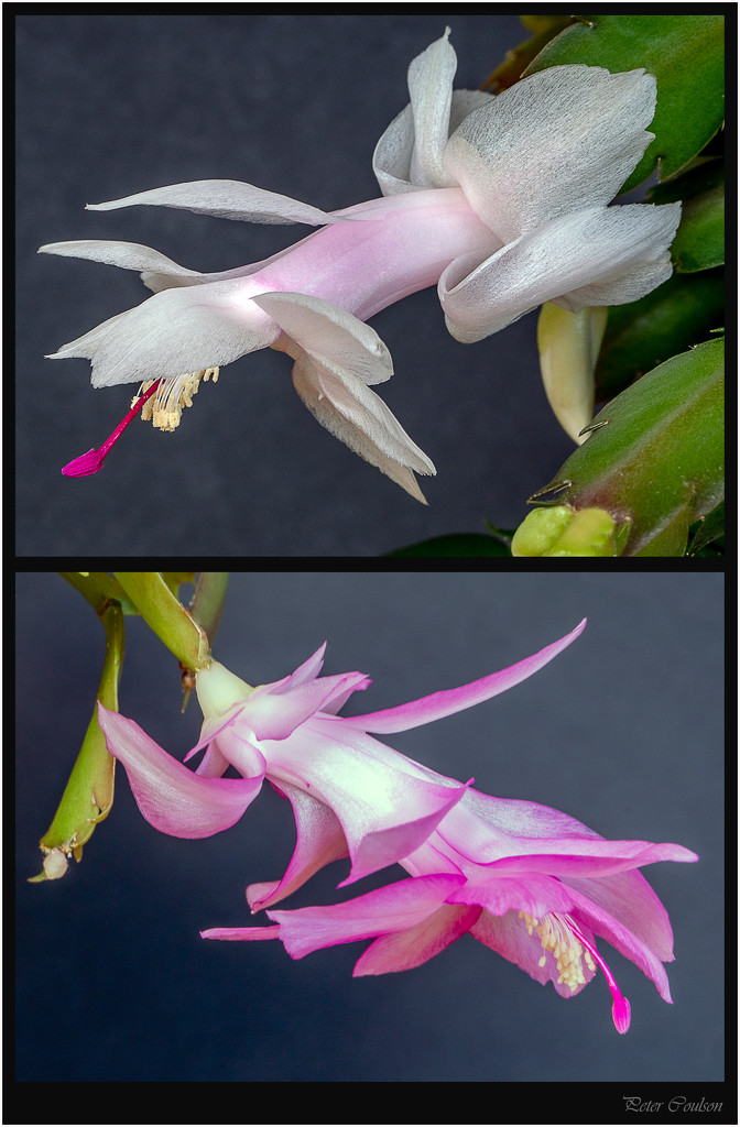 Christmas_Cactus by pcoulson