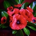 Pretty Poppies  by carole_sandford