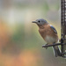 Bluebird in the fall by jnorthington
