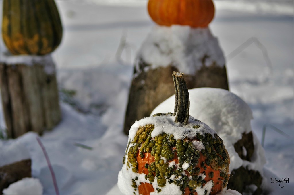 Pumpkins in the Snow! by radiogirl