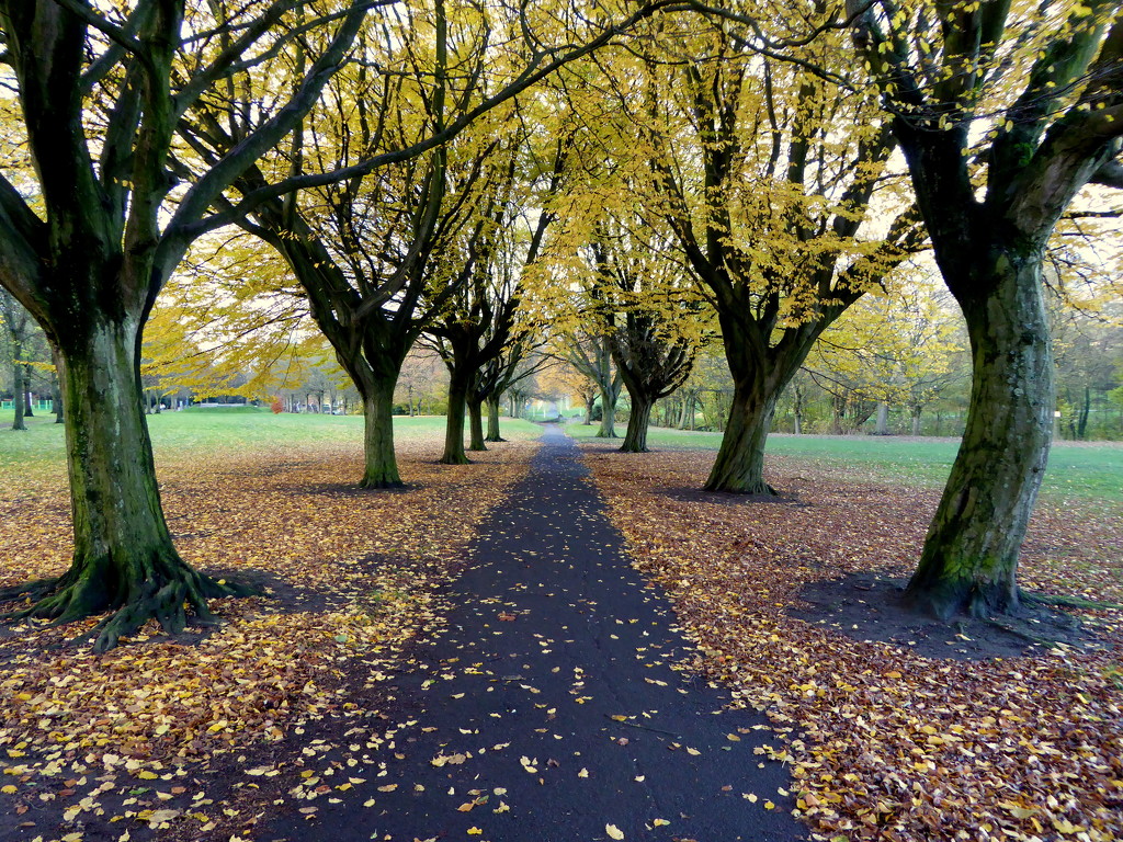 Autumnal Avenue. by gaf005