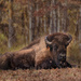 Regal Bison with Earring  by jgpittenger