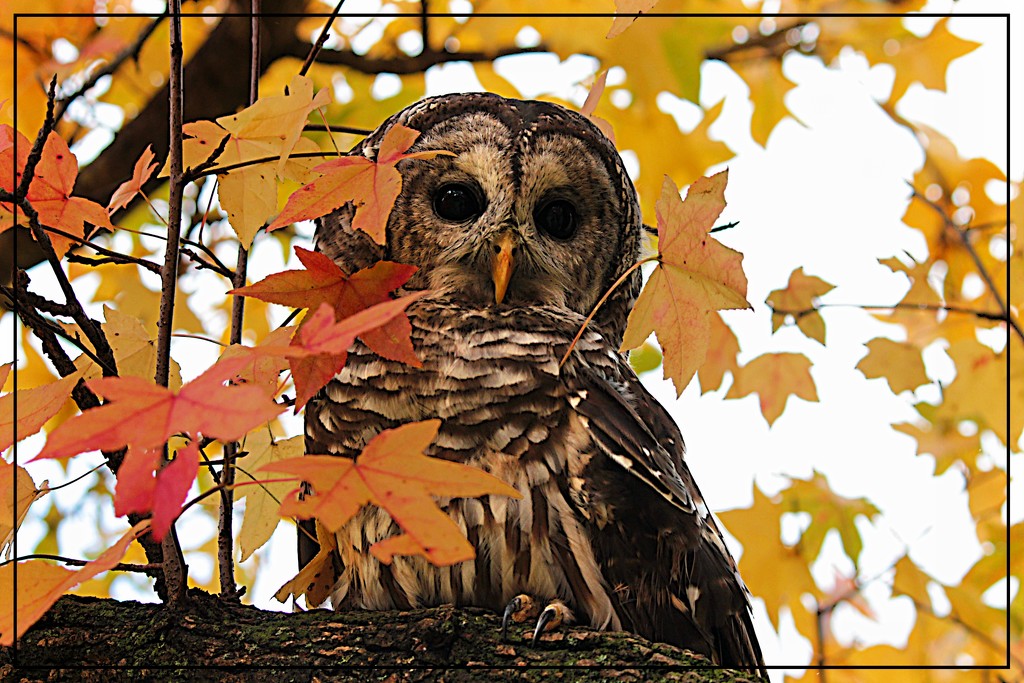 Barred Owl by olivetreeann