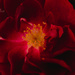 briar rose macro by ulla