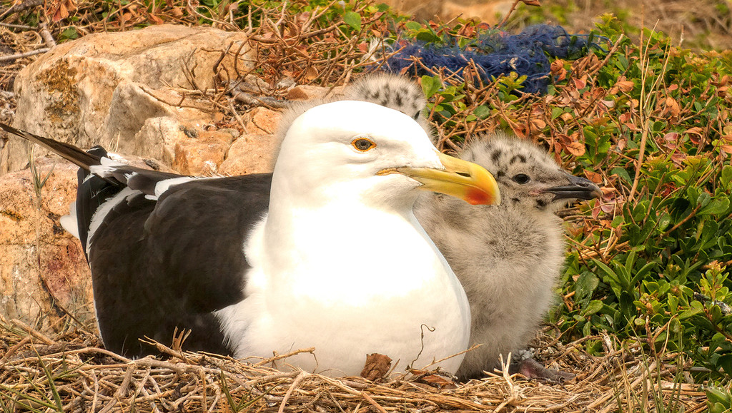 A Kelp Gull and her chick by ludwigsdiana