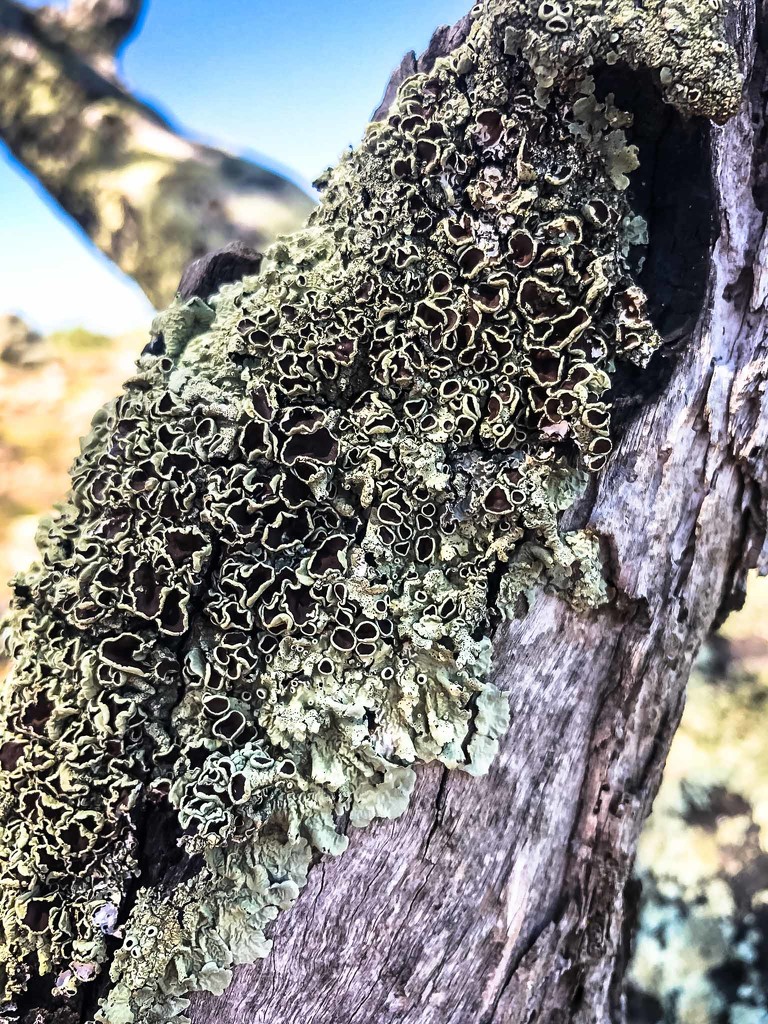 Lichen by pusspup