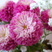 Little chrysanthemums by filsie65