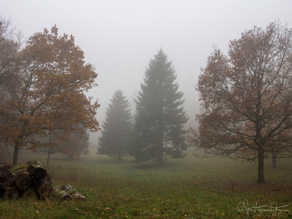 Another day of dense fog by atchoo