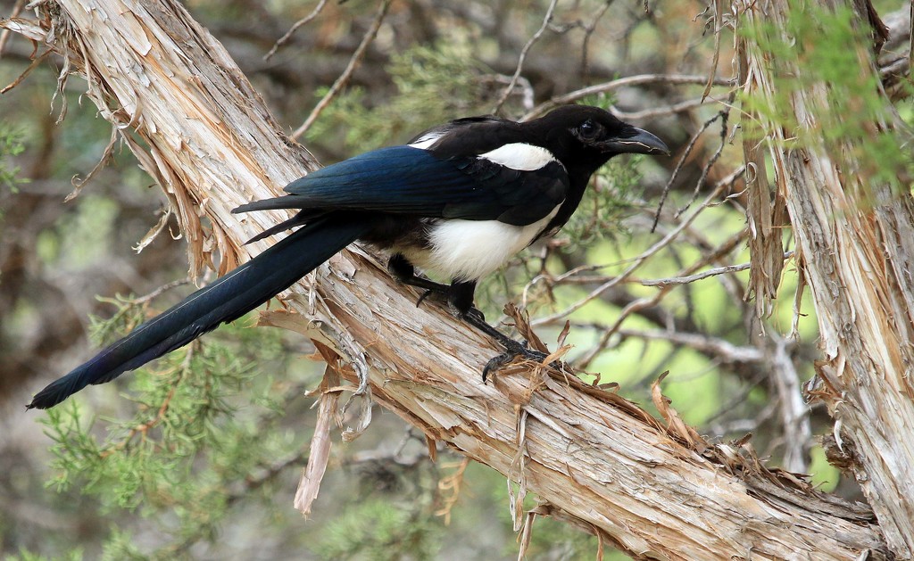 Magpie. by hellie