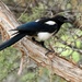 Magpie. by hellie