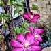 Autumn clematis by boxplayer