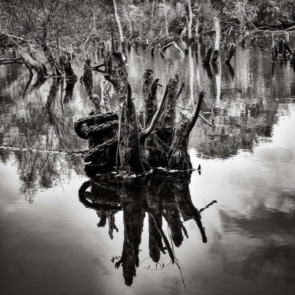 Paimpont 2018: Day 232 - Submerged Tree Stumps by vignouse