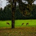 Doe and Fawns by skipt07
