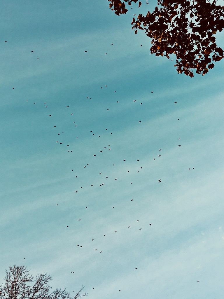 Crows by vera365