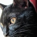 Cat: Side Profile by photogypsy