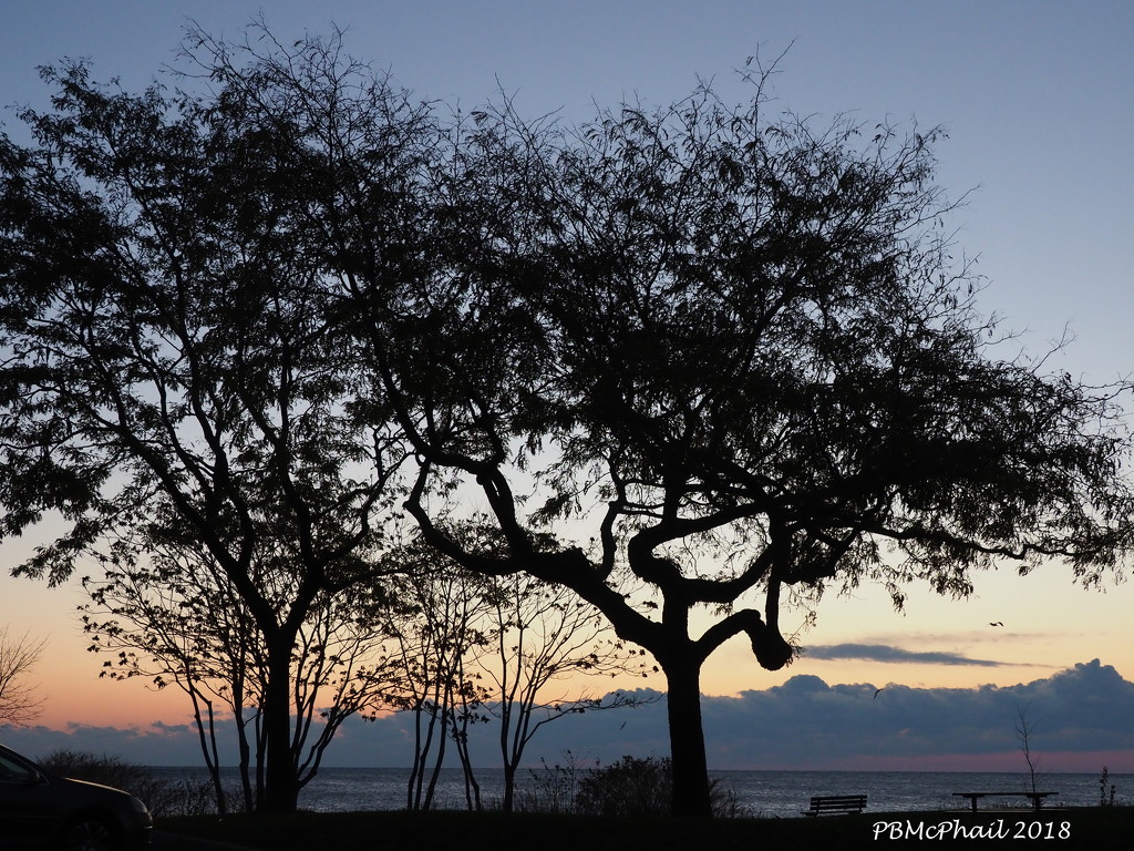 Silhouetted Tree by selkie