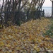 Yellow Leaves by selkie