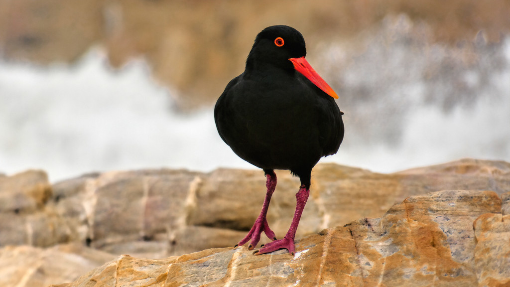 Oyster Catcher by ludwigsdiana