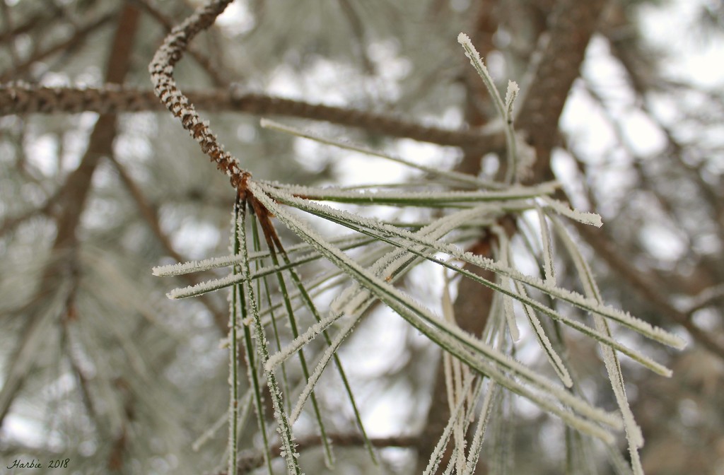 Snowy Pine Needles by harbie