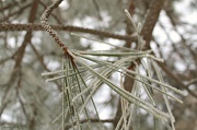 8th Nov 2018 - Snowy Pine Needles