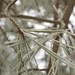 Snowy Pine Needles by harbie