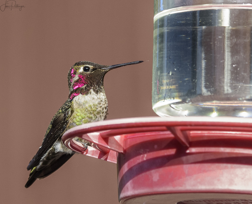 Hummer Tongue Out at the Feeder  by jgpittenger