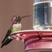 Hummer Tongue Out at the Feeder  by jgpittenger
