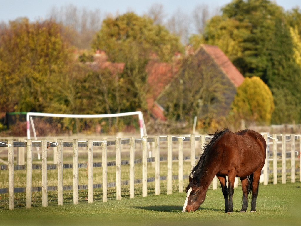 A beautiful horse in a green field  by rosiekind