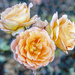 Peach Roses by pcoulson