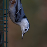 12th Nov 2018 - White Breasted Nuthatch