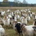 sheep flock by gijsje