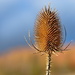 Teasel by phil_howcroft