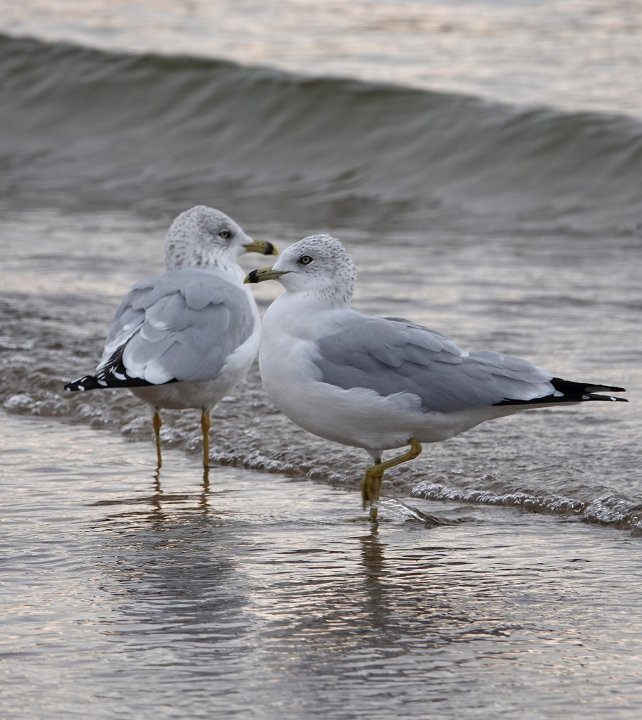 Ring-billed gulls by annepann