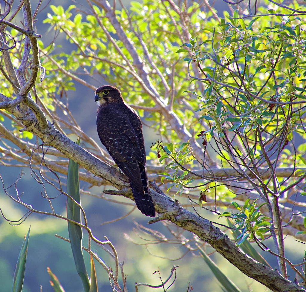 NZ Falcon by kiwinanna