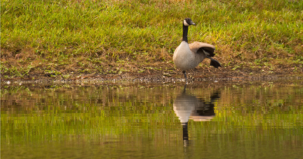 Goose, Demonstrating Goose Yoga! by rickster549