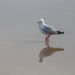 Seagull by pusspup