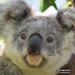 so fast by koalagardens