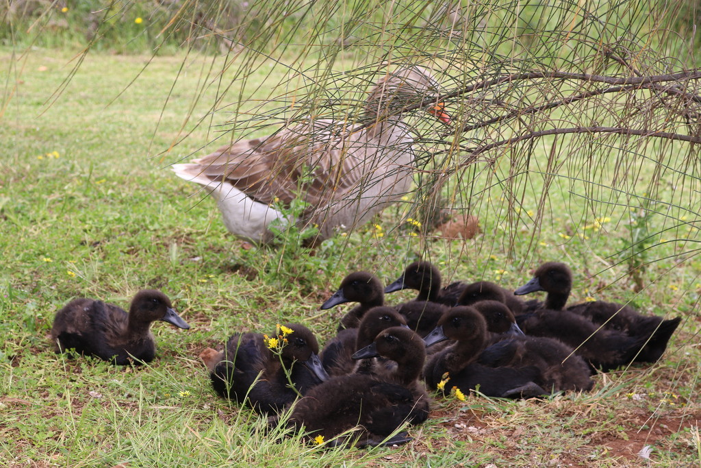 10 little goslings...... by gilbertwood